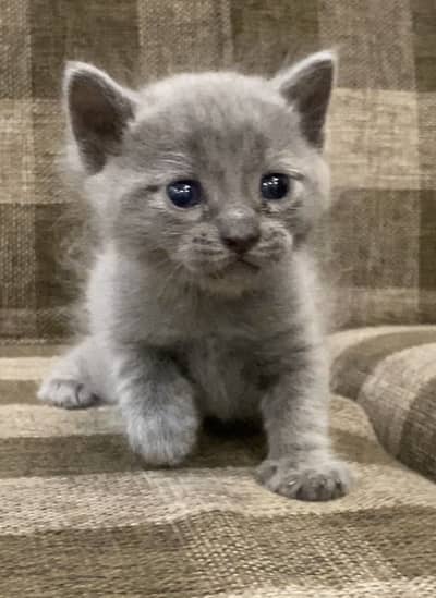 British Shorthair Kitten