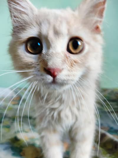 persian kitten for sale urgent