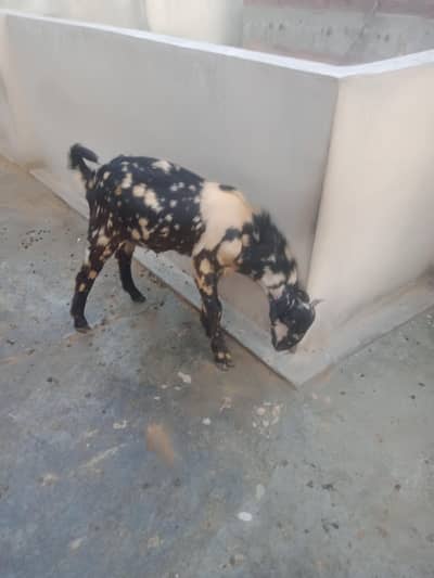 Bakra