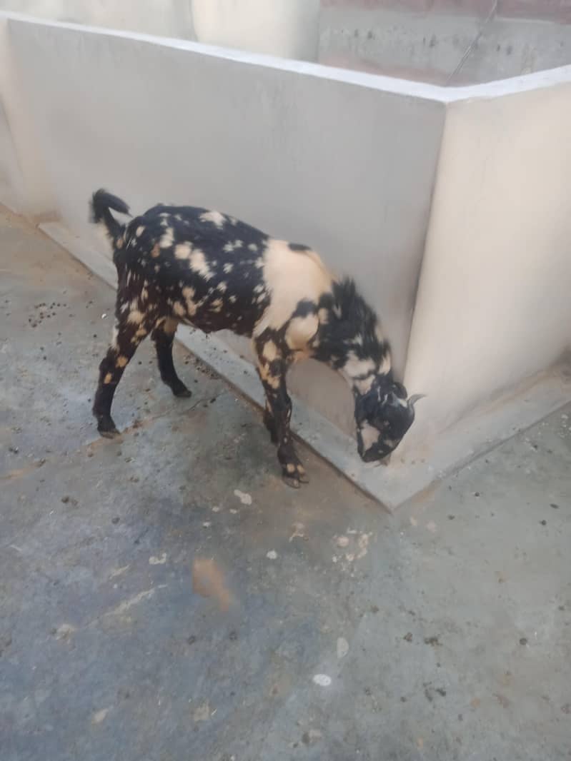 Bakra 0