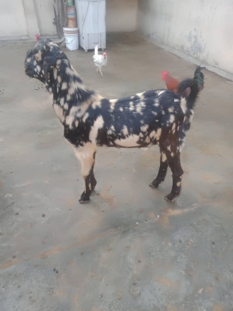 Bakra 1
