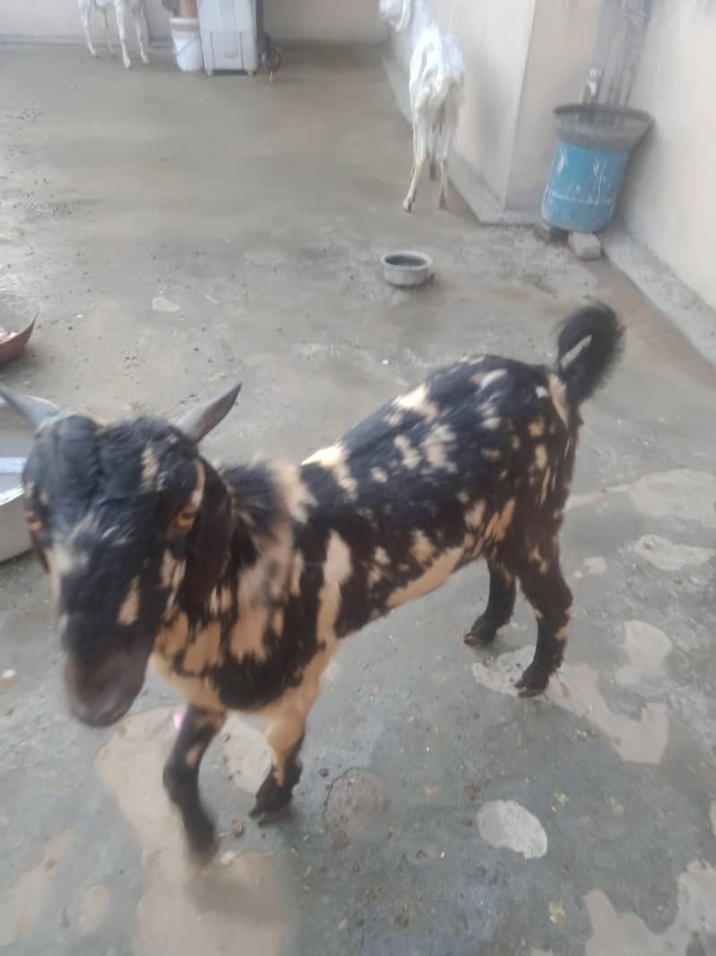 Bakra 2