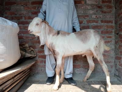 do dant Bakra khassi for sale