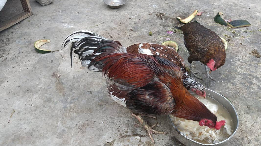 Sindhi aseel 1