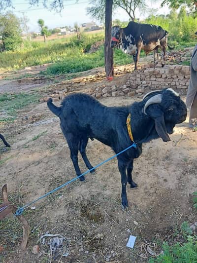 6 bakra or AK bull