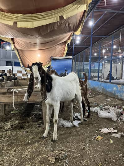 Healthy Qurbani bakras available