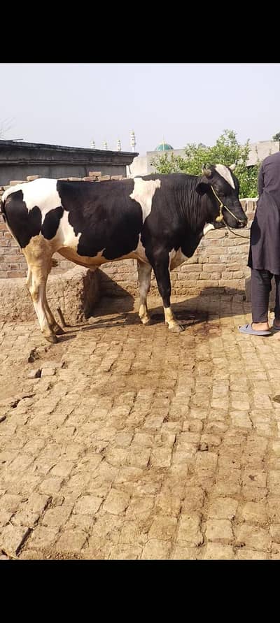 2 bull aur 1 Bakra