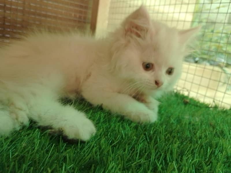 Kittens  0