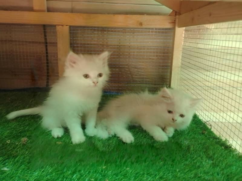 Kittens  1
