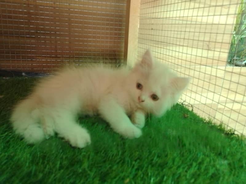 Kittens  2
