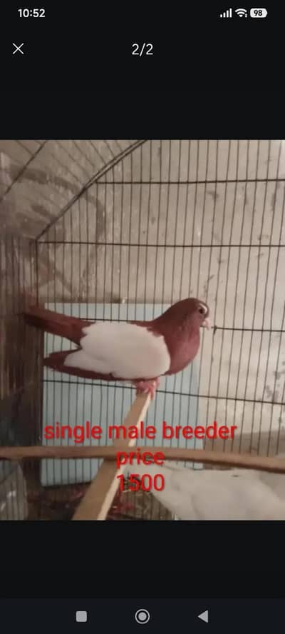 urgent sales