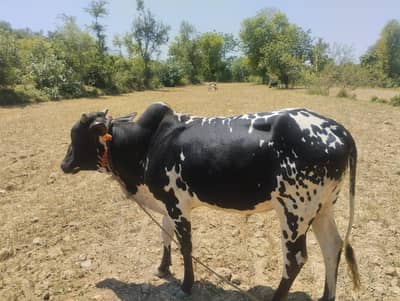 desi bull/ox/male cow for qurbani