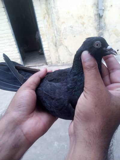 balck nar Hy dosri madi hy