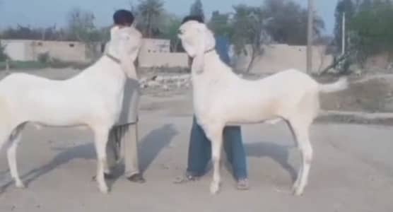 2 Bakre Qurbani ke liye for sale _03258956386