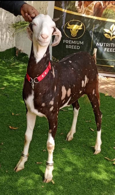 2 danth midd range to high range 2026 qurbani