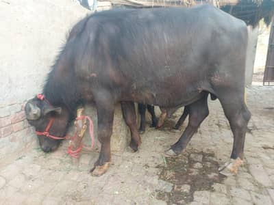 Qata for sale – 4 mann wazan.