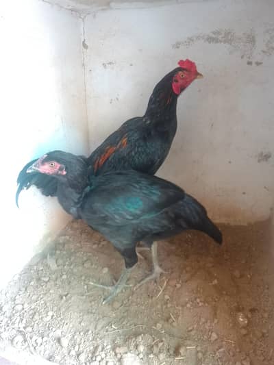 pure aseel mianwali mushka lasani