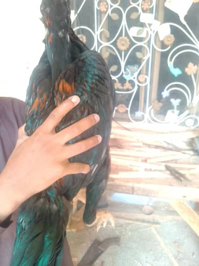 pure aseel mianwali mushka lasani