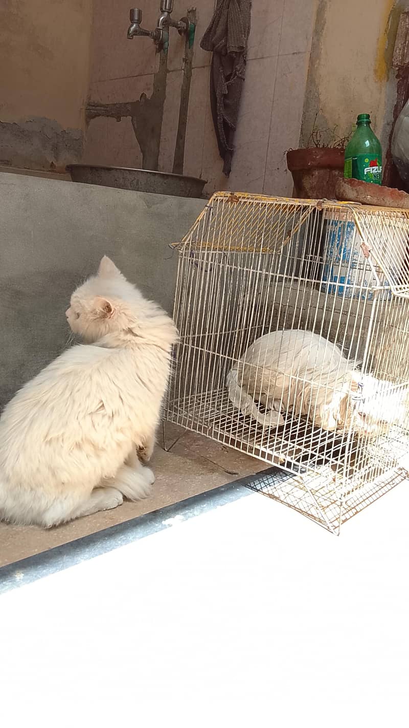 cats pair 0