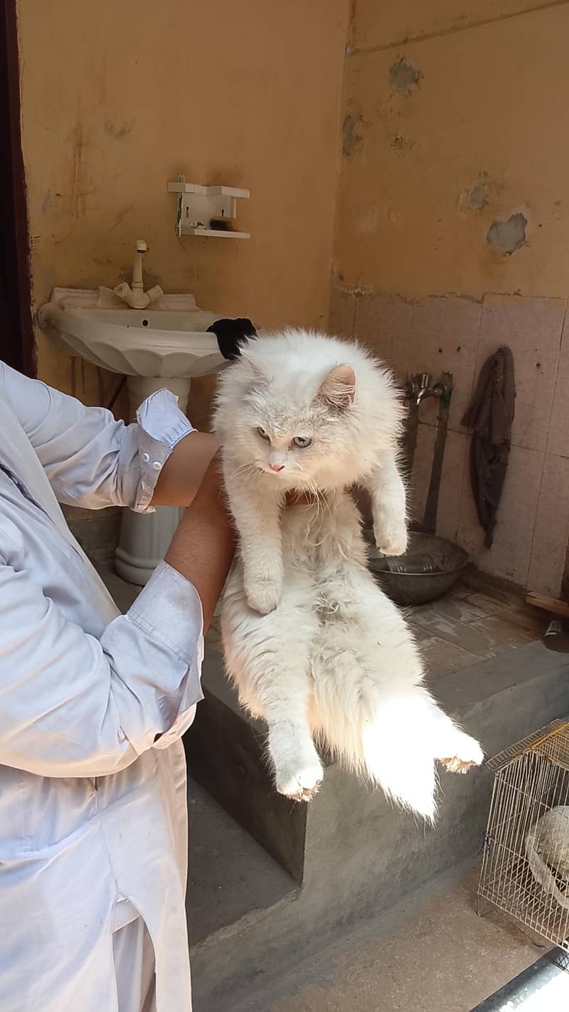 cats pair 1