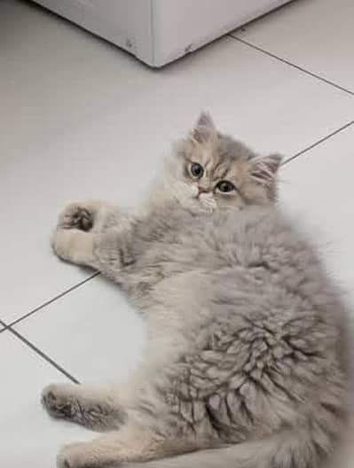 Persian punch face cat triple coated available for sale