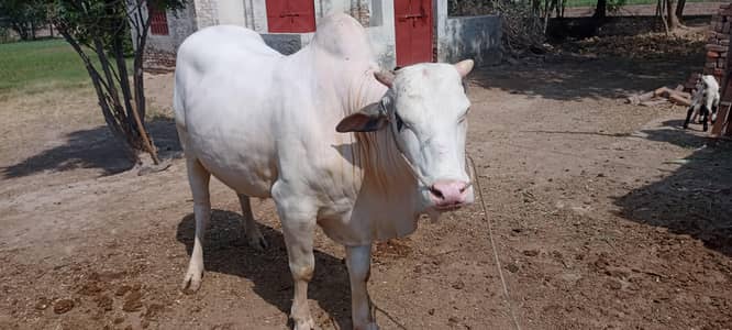 VIP Qurbani Janwar | Fresh Stock | live weight 11 man |meat weight 5.5