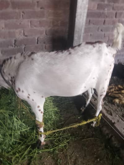 qurbani ke liye Ghar ka Pala hua bakra