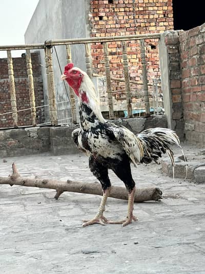 beridr murga hai achi hight ma hai