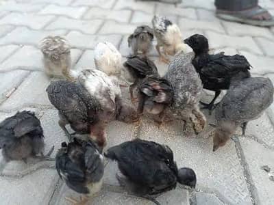 golden misri chicks 0306/488/4940