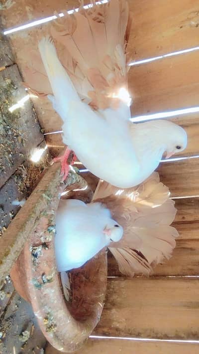 Different pegions for Sale