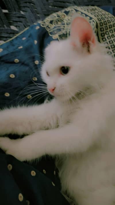 Kitten For Sale
