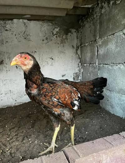 other aseep murge sale for agrent