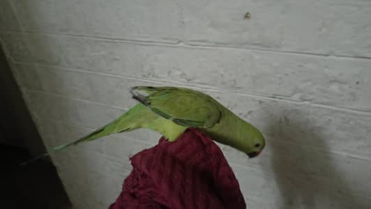 khata parrot