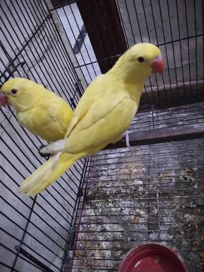 katha ring neck parrots for sale