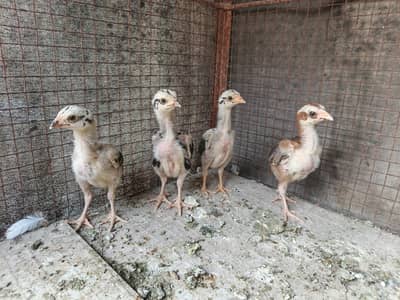 High Quality big Size Aseel Pair Chicks