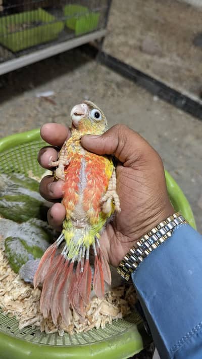 Pineapple conure high red factor chicks available