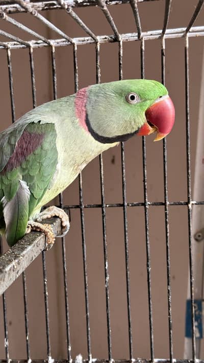 Big raw parrot