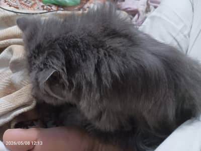 Persian cat triple coat