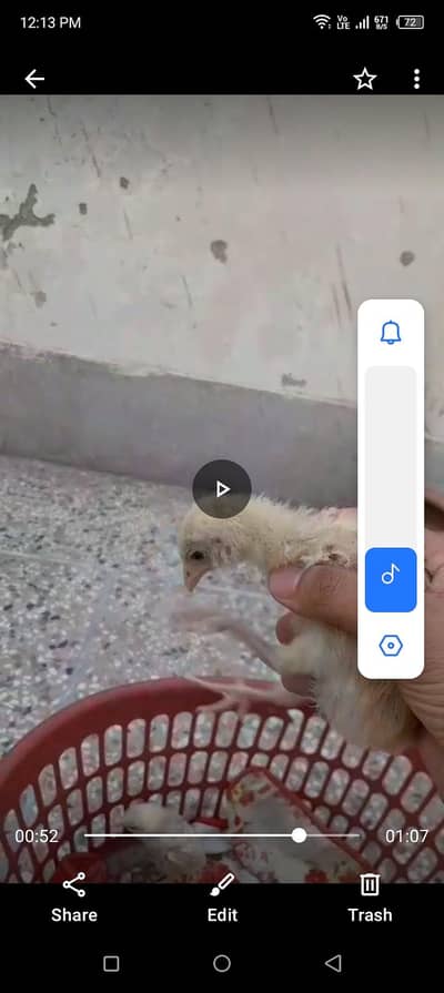 aseel lakha chicks for sale good quality