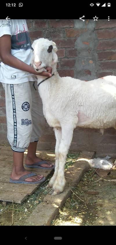 chatra qurbani vala