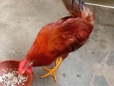 Golden Mishri murga