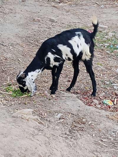 Goat female