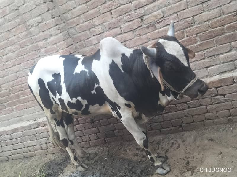 قربانی کا جانور 1