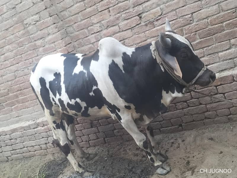 قربانی کا جانور 2
