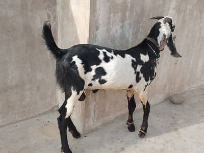 bakra |makhi cheena bakra| Kajla | chatra |goat |qurbani 2026