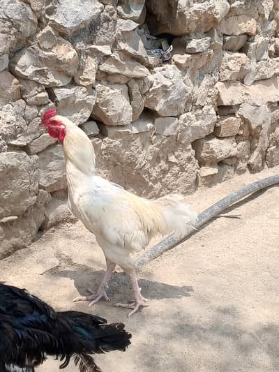 dasi l crose