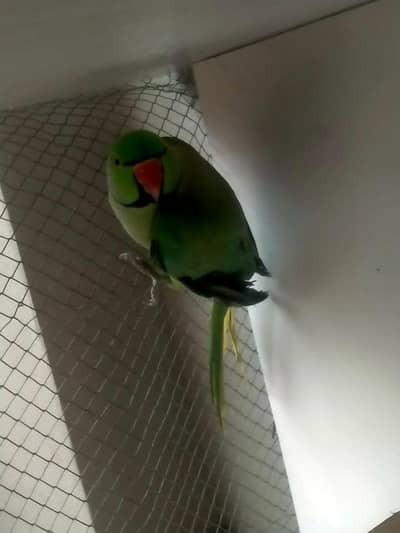 Raw parrot single