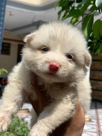 Russian zero size pink nose puppies