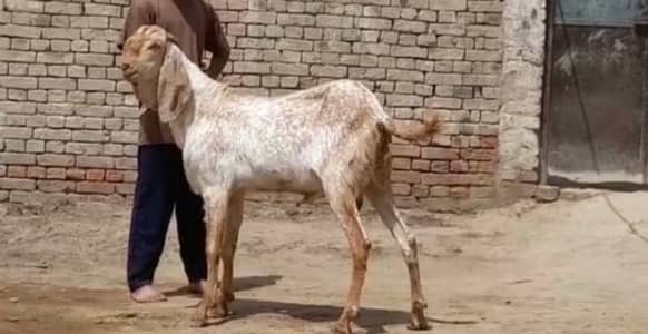 Qurbani ke Liye Bakra For Sale _0370=4815728