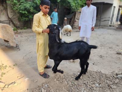 Aik mundra ha aik tede dumba or aik bakra